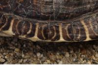 tortoise shell 0013